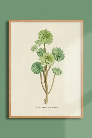 Achat Immédiat Botanical board - Cultivated banana tree