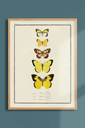 Acheter En Ligne Entomology board - Lepidoptera - 2
