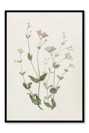Achat Immédiat Senna & Catchfly, Poster