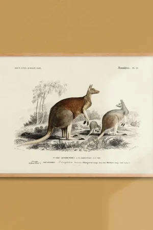 Acheter Direct Board of zoology - Couroucou