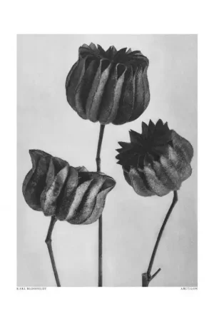 Achat Immédiat Affiche - Abutilon par Karl Blossfeldt