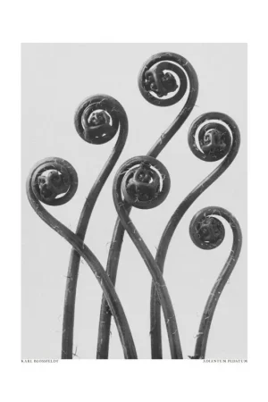 Achat Immédiat Affiche - Adiantum Pedatum de Karl Blossfeldt