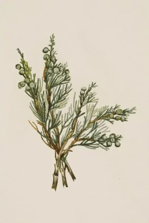 Winter branch Must-Have