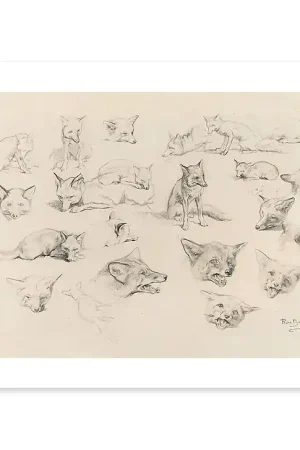 Vingt-deux études de renards (affiches d'art) Haute Qualité