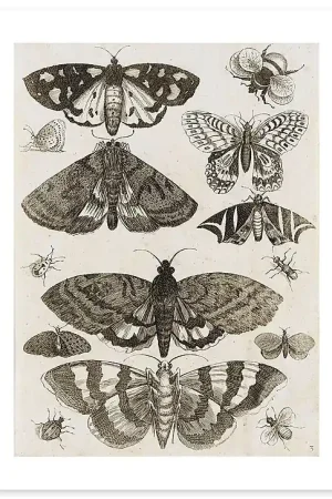 Acheter Direct Planche d'insectes (affiches d'art)
