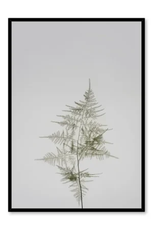 Young Fern, Poster Offre Spéciale