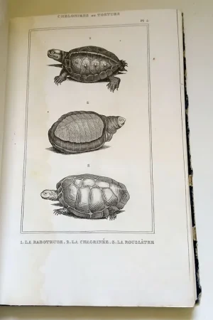 Zoologie, ornithologie. Assemblage anonyme de gravures du 1er tiers du XIXéme siècle. Paiement Sécurisé